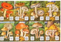  1436A- Woodland Mushrooms Toadstools Capsicum 