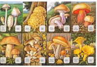  1436B- Woodland Mushrooms Toadstools Capsicum 