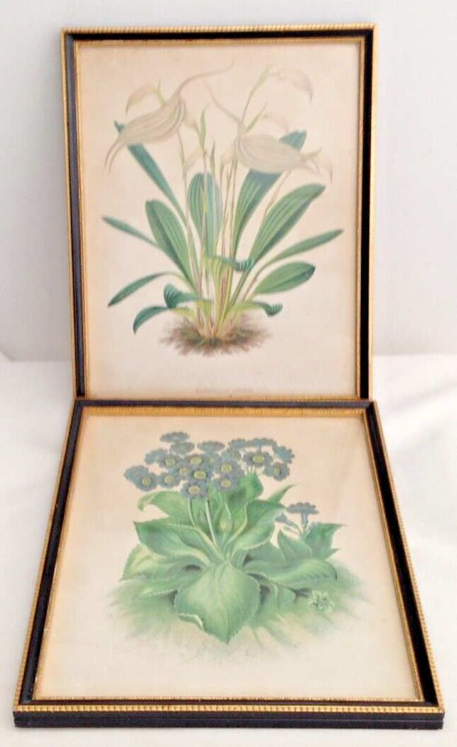 Antique 3 Georgian frames Botanical Prints J Ridgeway 1823 70 Piccadilly