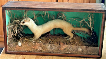 Antique taxidermy white stoat weasel pine marten glazed wood case naturalistic