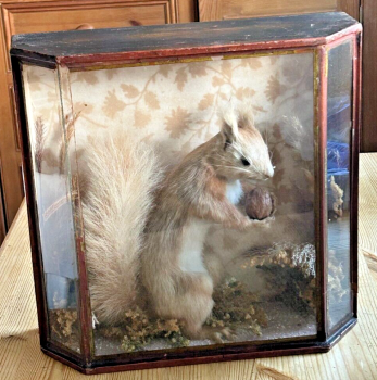 Antique taxidermy red squirrel glazed wood case naturalistic