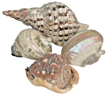 4 large shell shells Green Turban x 2 Triton's Trumpet Bullmouth helmet