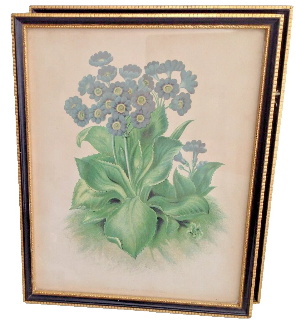 Antique 2 Georgian wood black & gold frames Botanical Prints