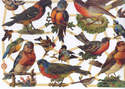 7281 - Song Bird Thrush Robin Blue Tit Decoupage Scrap