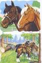 1534 - Horses Ponies Shires Bridles