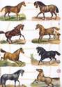 7262 - Horses Ponys Races Racing Hunting