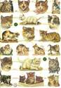 7329 - Kittens Cats Felines