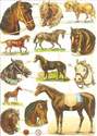 7302 - Animals Farmyard Horses Ponies