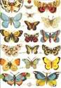 7297 - Butterfly Butterflys Red Admirals Butterflies