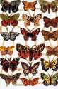 7221 - Butterflies Butterflys Flutterbys