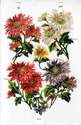 a028 - Flowers Crysanthemums