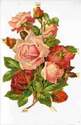 a103 - Flowers Pink Roses Sprays