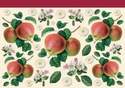 DFV013 - Apples Apple Blossoms Fruit