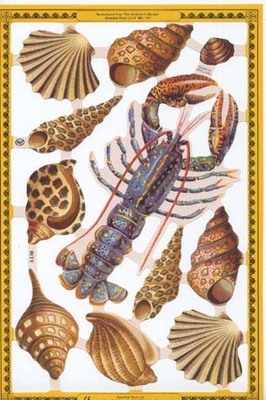 a130 - Fish Sea Shells Seaside