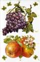 a144 - Fruit Grapes Apples Blossoms