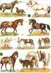 7335 - Horse Horses Pony Ponies Race