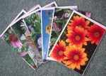 Large Rectangular Cards 7 x 5 inches