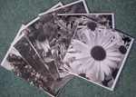 Large Black and White Cards 150x150mm/7x5