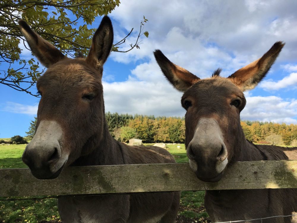 <!--10-->Inquisitive Donkeys