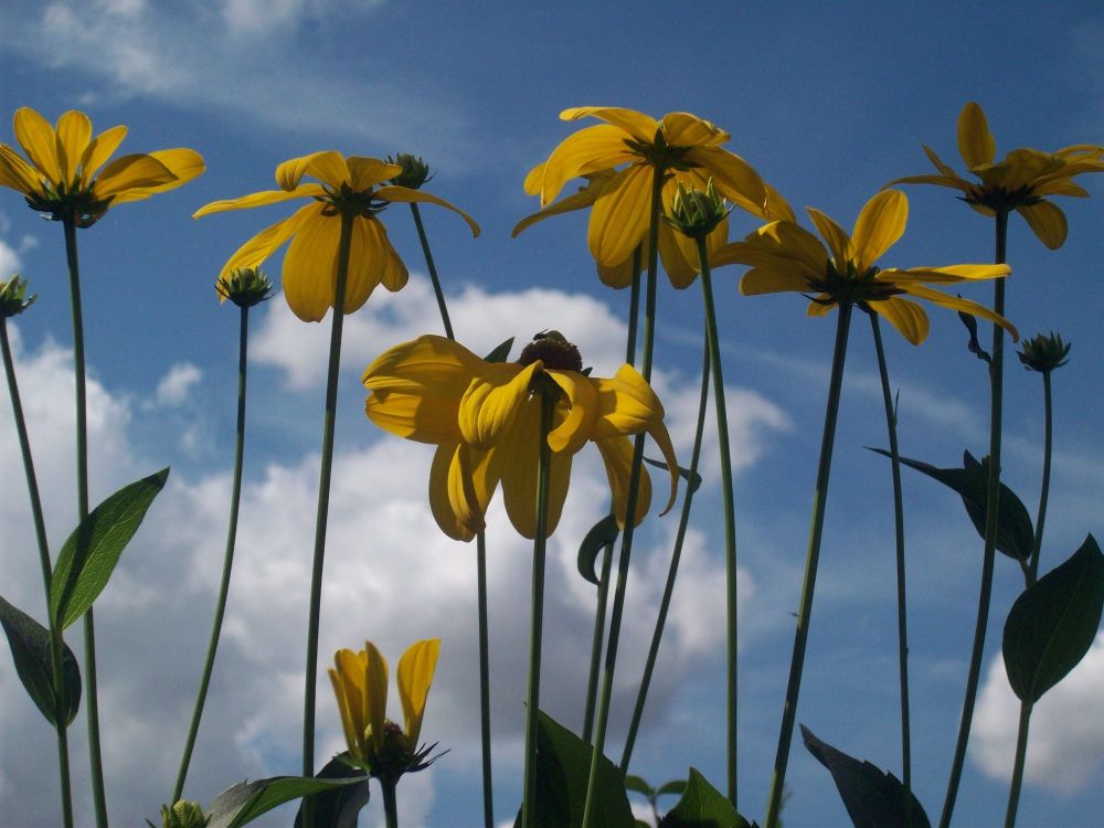 <!--08-->Rudbeckia (sky)