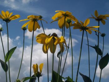 Rudbeckia (sky)