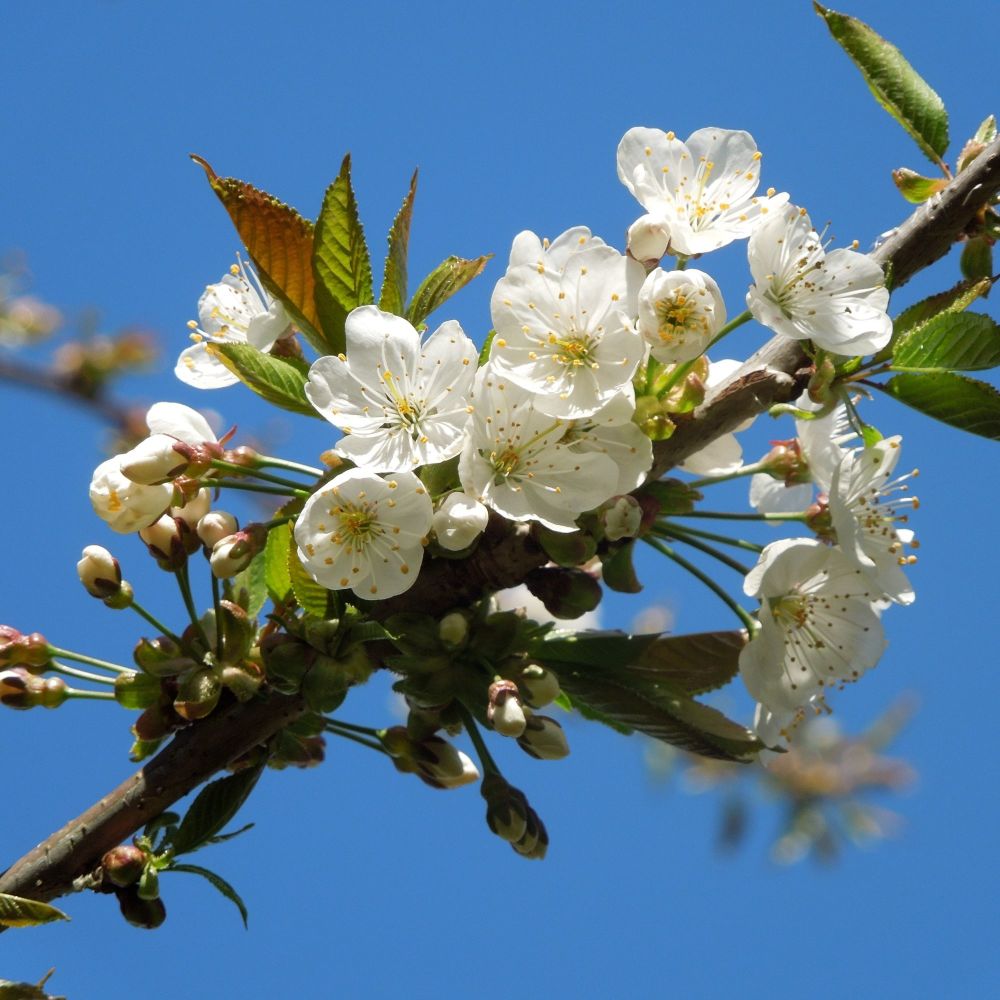 <!--21-->White Cherry Blossom