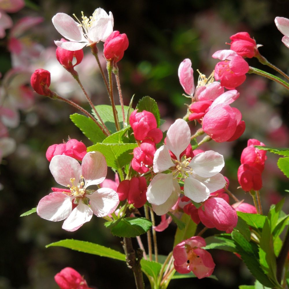 <!--22-->Crab Apple Blossom