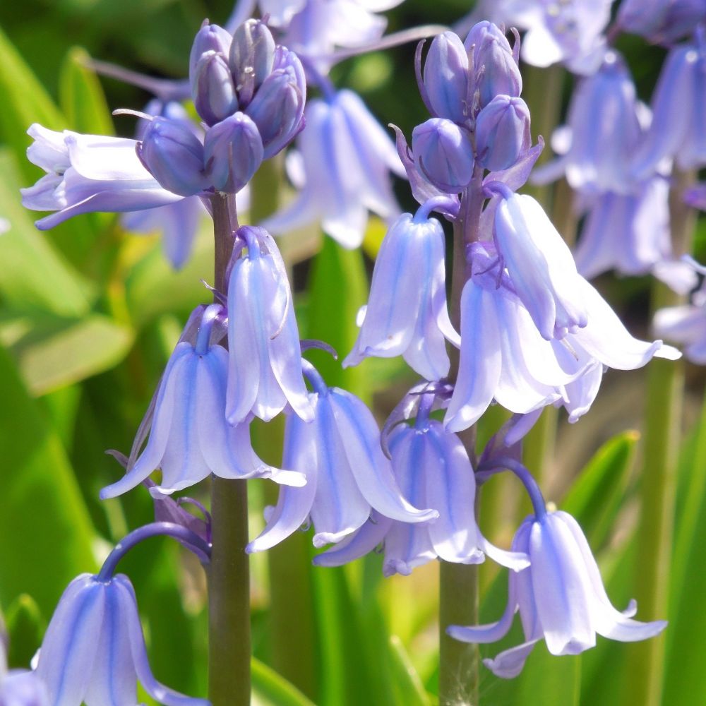 <!--23-->Bluebells