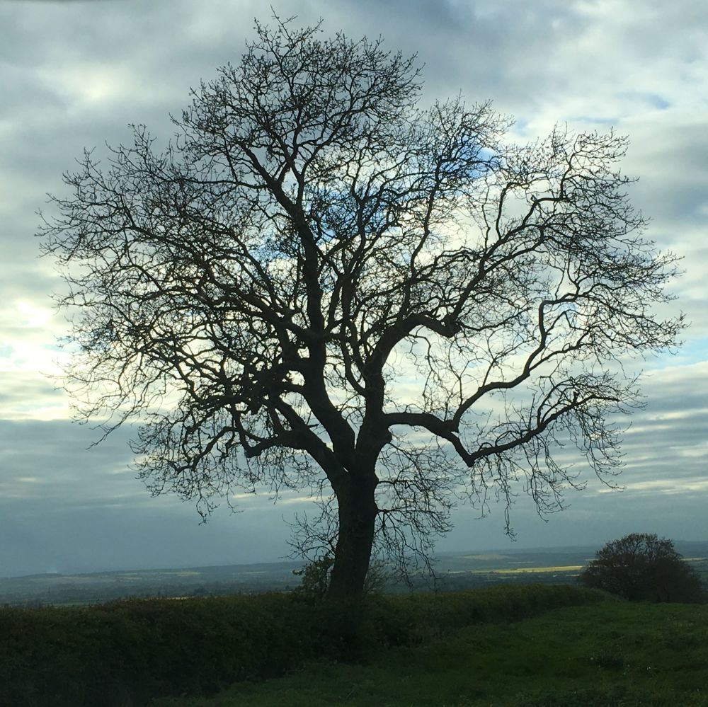 <!--25-->Winter Tree