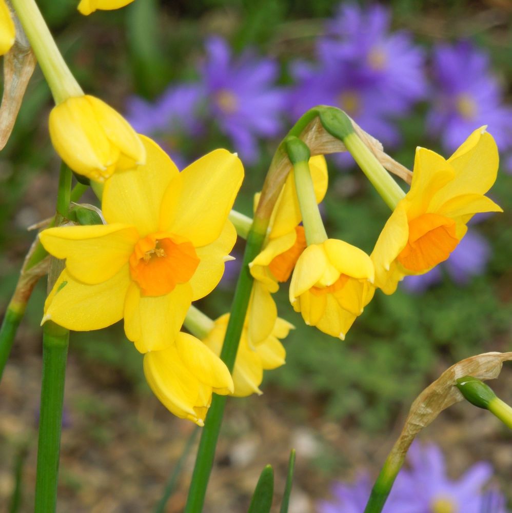 <!--08-->Daffodils and Anemone Windflower