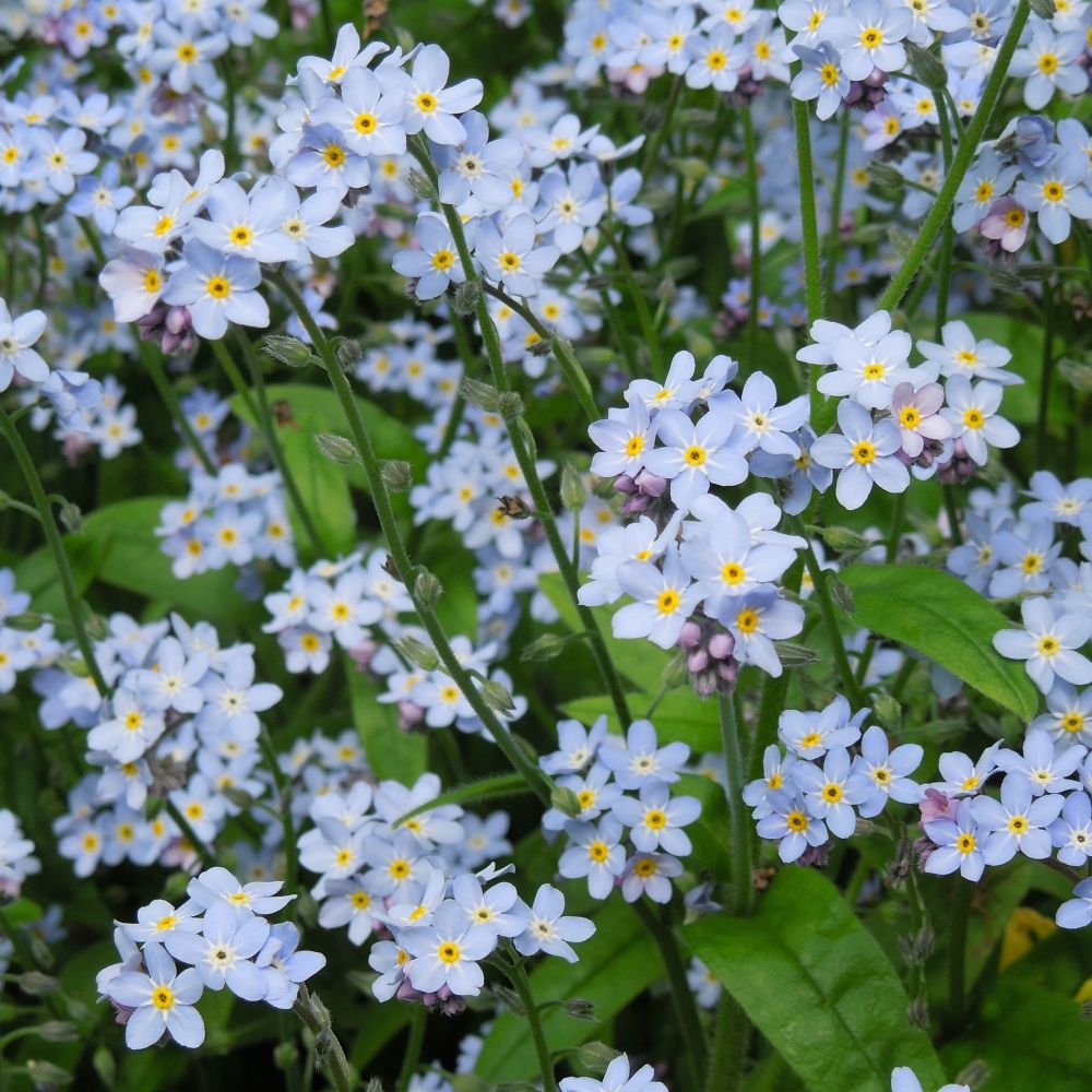 <!--10-->Flowering Forget-me-nots