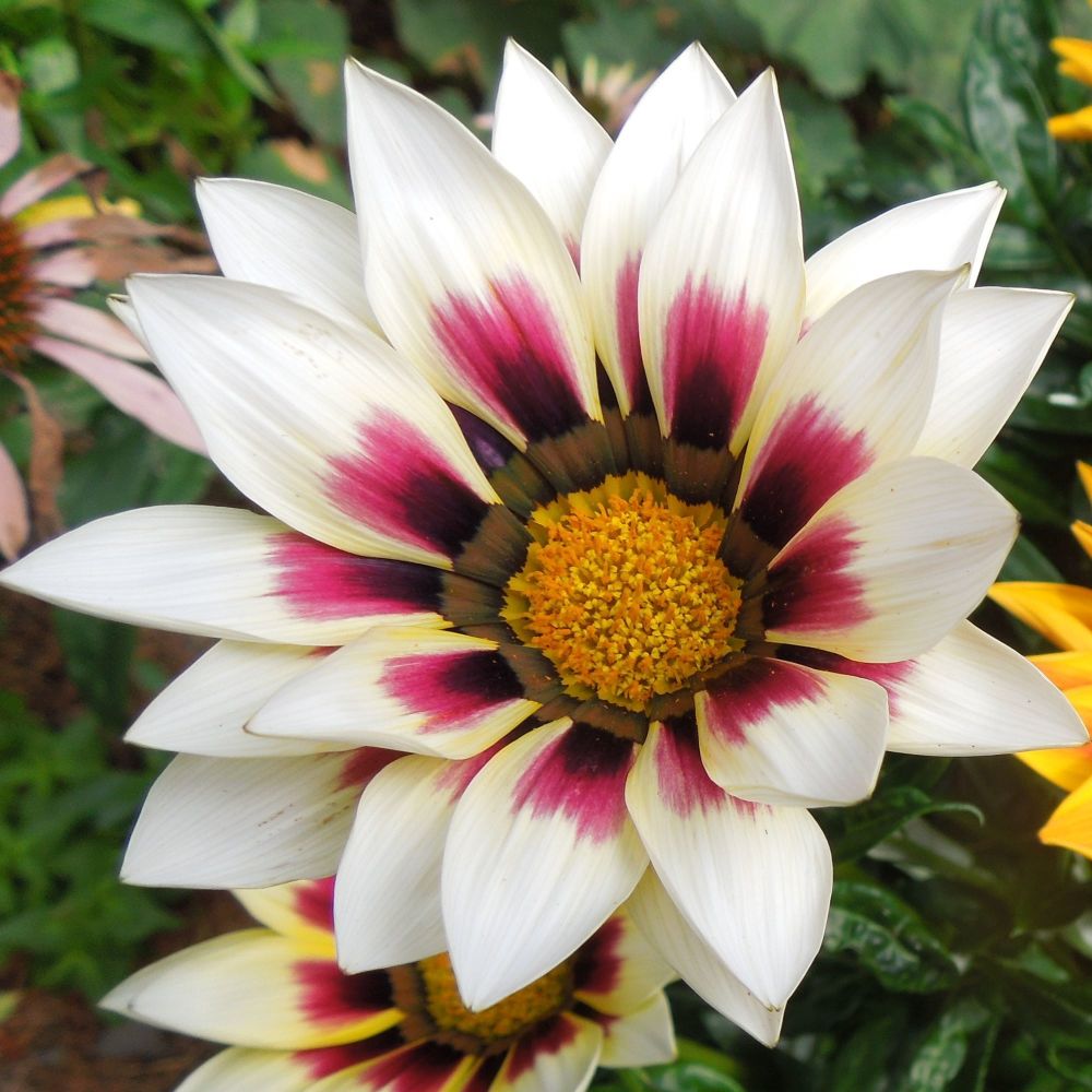 <!--15-->Gazania Purple Stripe