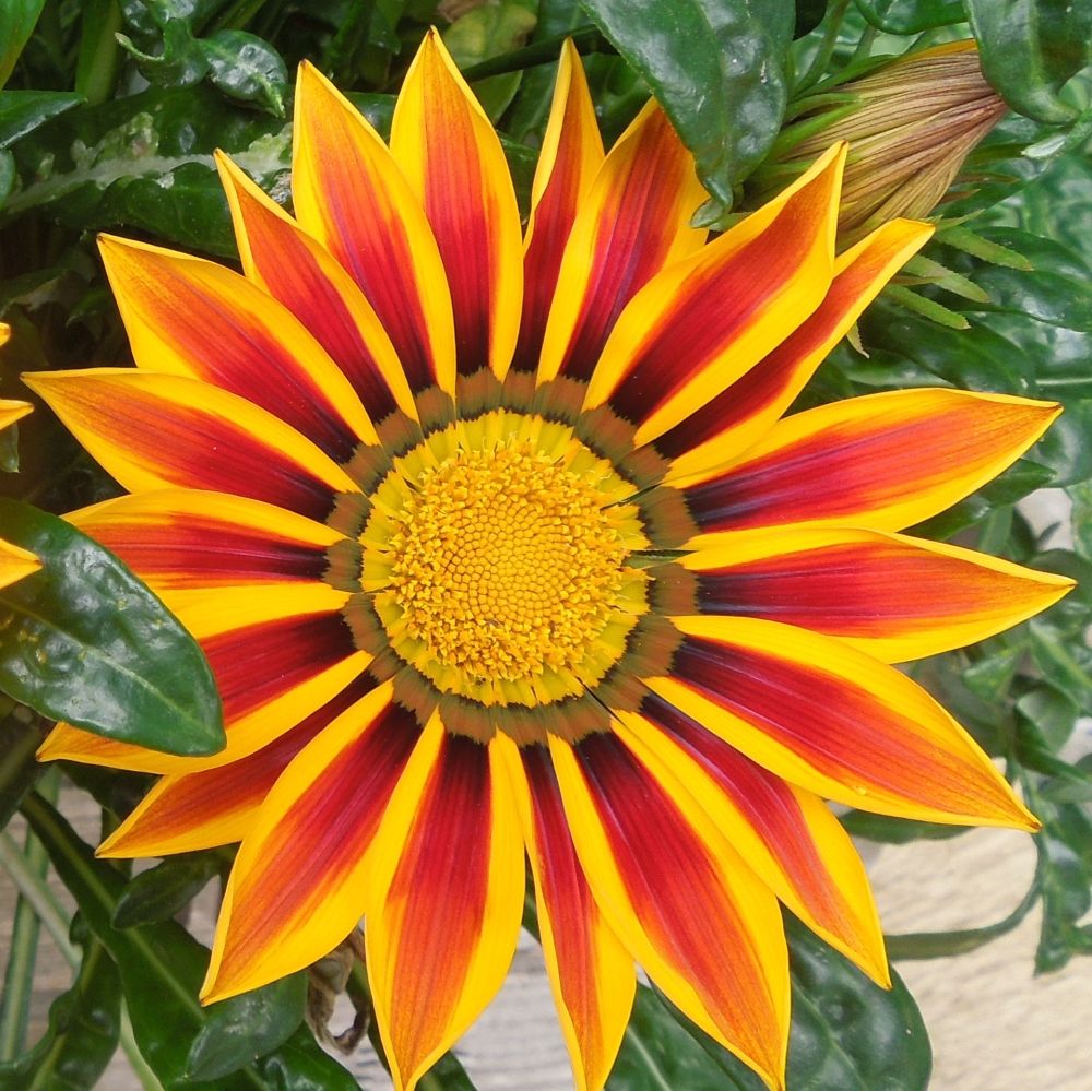 <!--16-->Gazania Red Stripe
