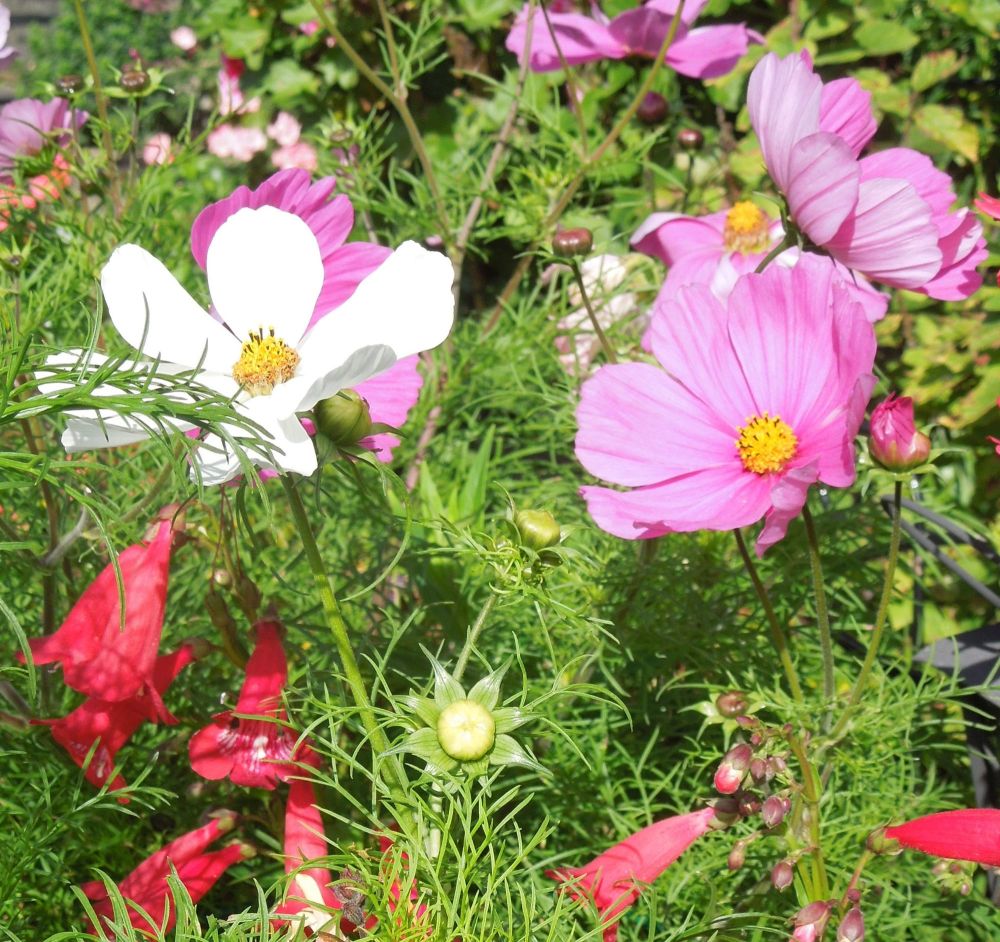 <!--20-->Cosmos Flower Mix