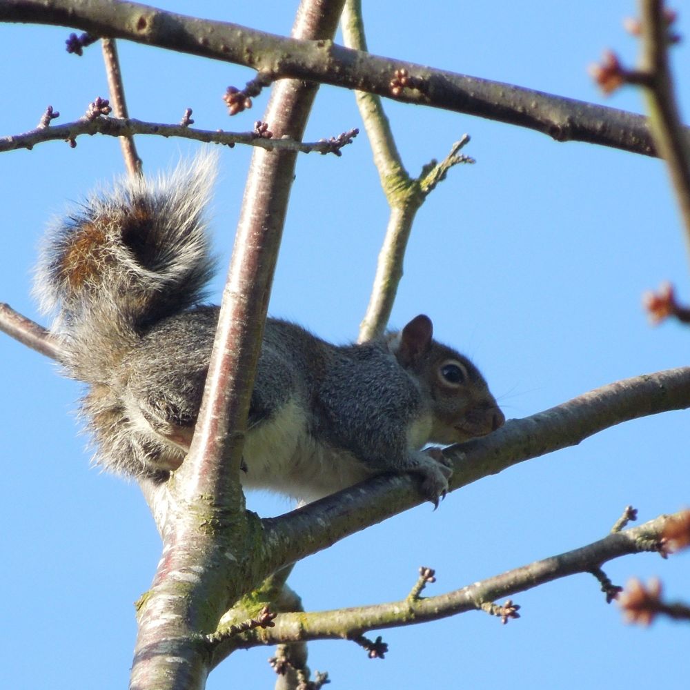 <!--22-->Squirrel