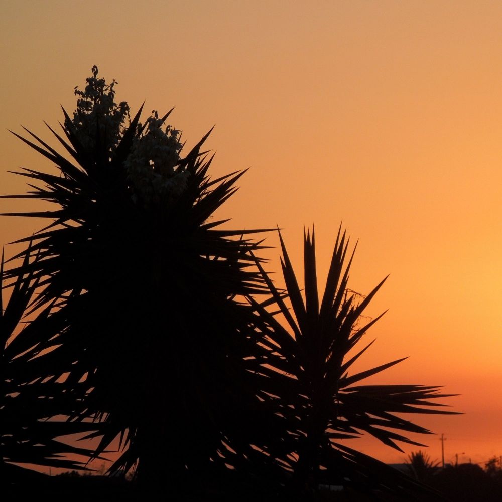 <!--33-->Summer Sunset