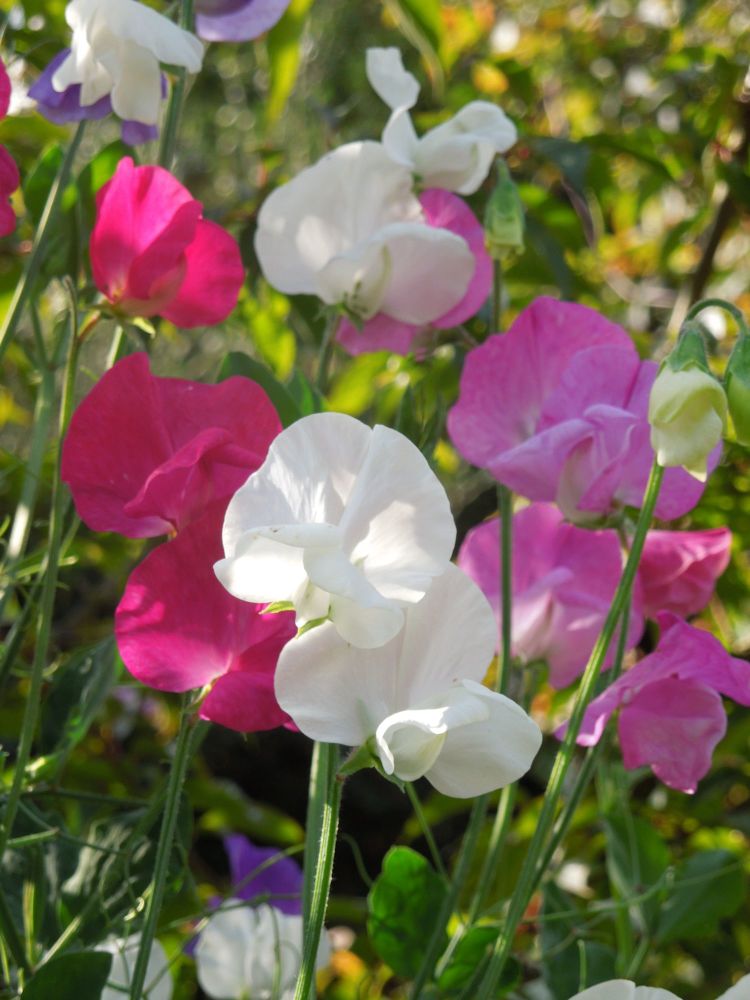 <!--07-->Sweet Peas