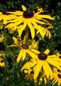 Rudbeckia