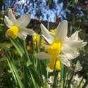 Daffodils (white)