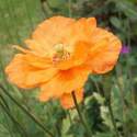 Poppy (orange)