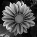 Gazania