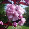 Prunus Royal Burgundy