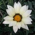 Gazania (white)