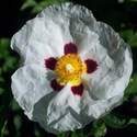 Cistus Rose