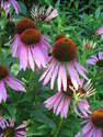 Echinacea - Cone Flower