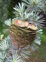 Cedar Cone