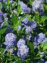 Ceanothus