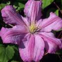 Clematis (pink)