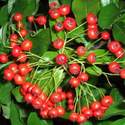 Pyracantha