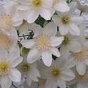 Clematis (white)